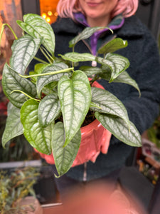 Monstera siltepecana / Silver Monstera