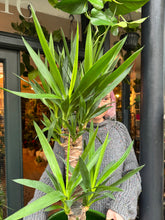 Load image into Gallery viewer, Yucca elephantipes / Spineless Yucca - *Local Delivery Or Pick Up Only *
