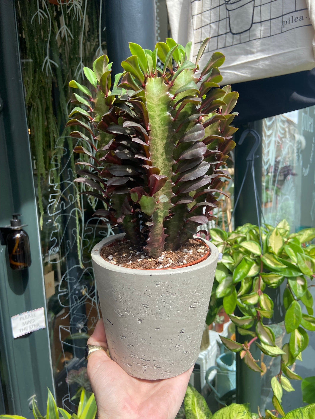 Euphorbia trigona Rubra - African Milk Tree