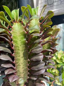 Euphorbia trigona Rubra - African Milk Tree