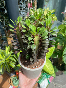 Euphorbia trigona Rubra - African Milk Tree