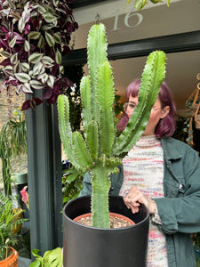 Euphorbia ingens 21cm Pot -  *Local Delivery or Local Pick Up Only*