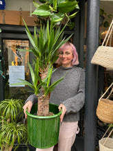 Load image into Gallery viewer, Yucca elephantipes / Spineless Yucca - *Local Delivery Or Pick Up Only *
