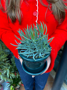 Senecio barbertonicus - Bush Senecio