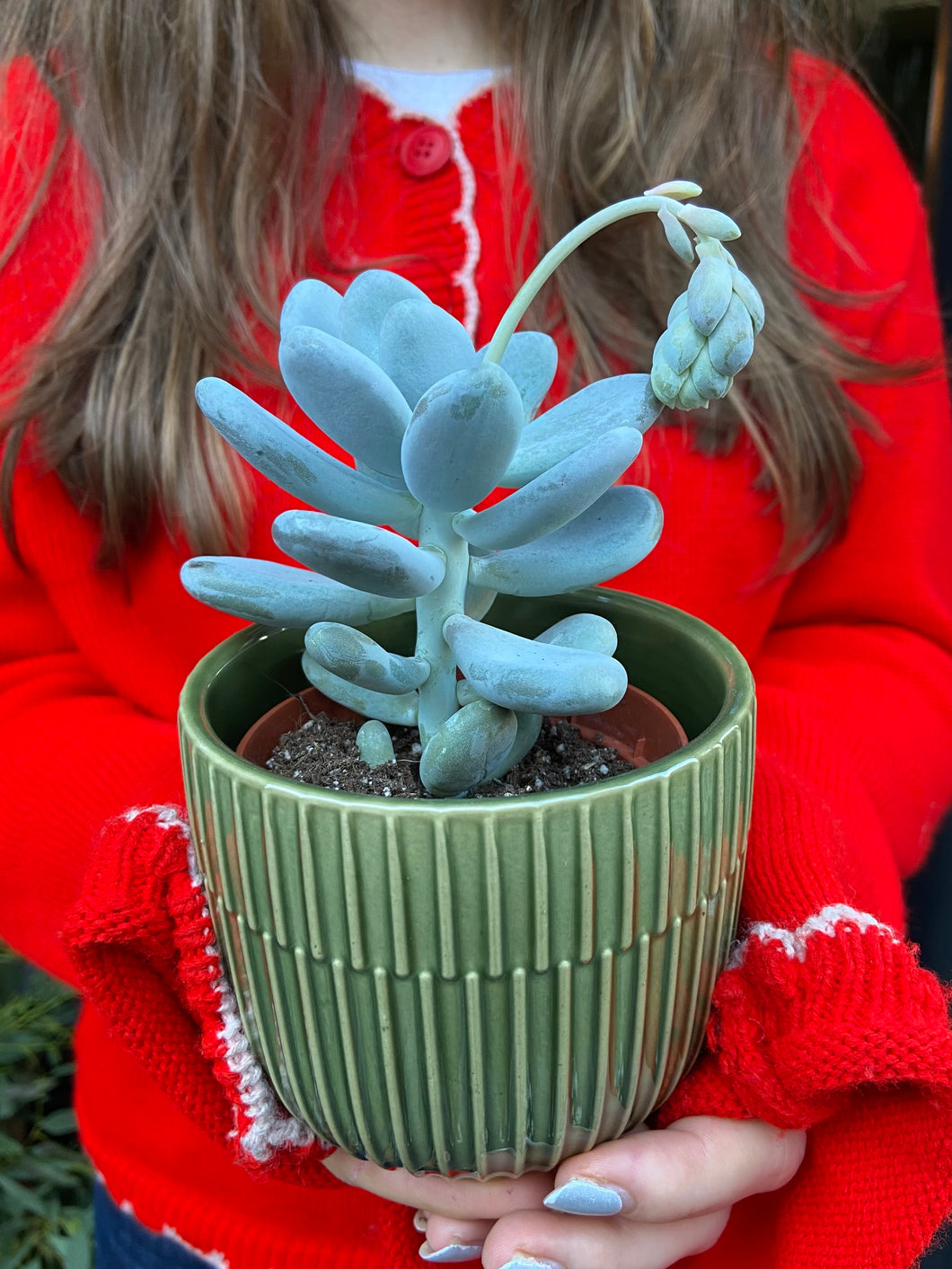 Pachyphytum oviferum - Moonstones