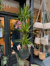 Load image into Gallery viewer, Dracaena marginata / Dragon Tree - *Local Delivery or Local Pick Up Only*
