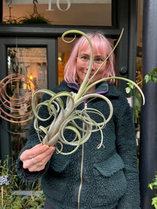 Tillandsia bulbosa - Bulbous Airplant