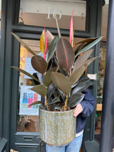 Load image into Gallery viewer, Ficus elastica Abidjan 3 Stem - *Local Delivery or Local Pick Up Only*
