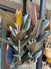 Load image into Gallery viewer, Ficus elastica Abidjan 3 Stem - *Local Delivery or Local Pick Up Only*
