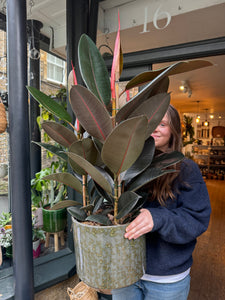 Ficus elastica Abidjan 3 Stem - *Local Delivery or Local Pick Up Only*