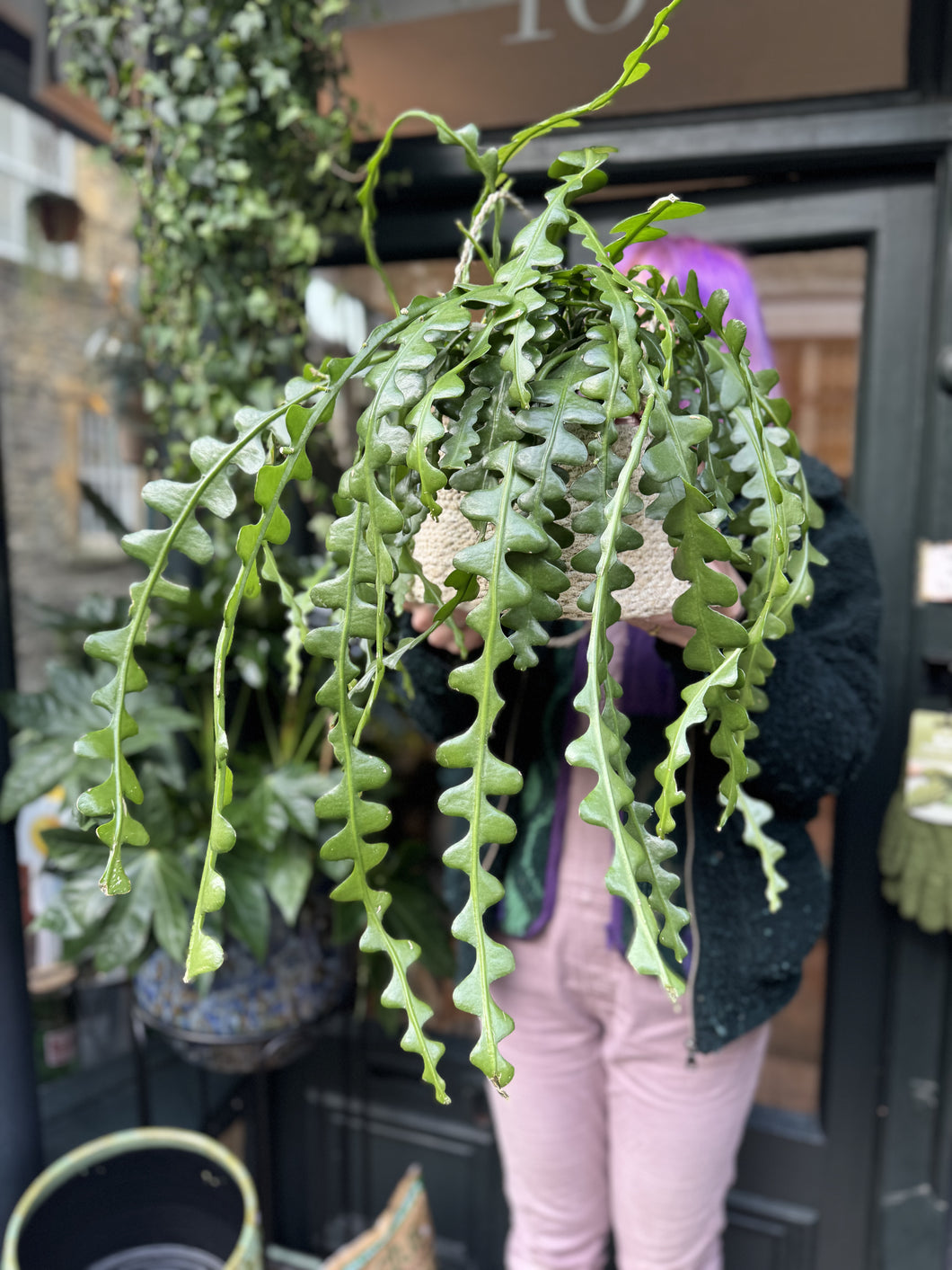 Epiphyllum anguliger / Fishbone Cactus - 20cm Pot