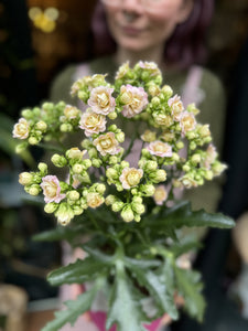 Kalanchoe blossfeldiana Feminine Pink - Flaming Katy