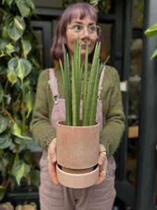 Sansevieria cylindrica Mikado - Snake Plant