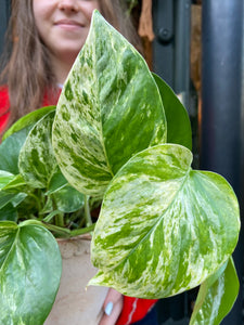 Epipremnum pinnatum Marble Queen - Marbled Pothos