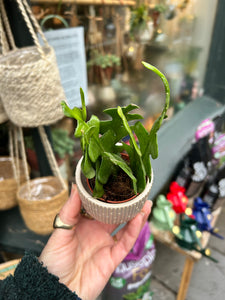 Epiphyllum anguliger / Fishbone Cactus - 5.5cm Pot