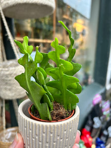 Epiphyllum anguliger / Fishbone Cactus - 5.5cm Pot