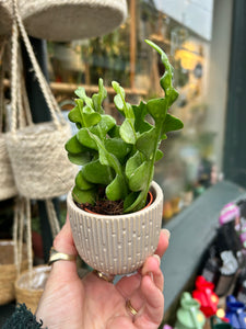 Epiphyllum anguliger / Fishbone Cactus - 5.5cm Pot