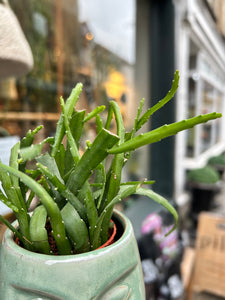 Lepismium bolivianum / Jungle Cactus - 5.5cm Pot