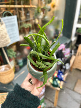 Load image into Gallery viewer, Lepismium bolivianum / Jungle Cactus - 5.5cm Pot
