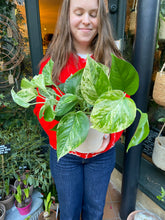 Load image into Gallery viewer, Epipremnum pinnatum Marble Queen - Marbled Pothos
