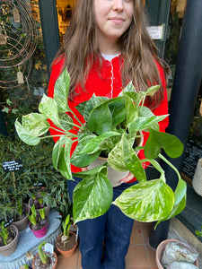 Epipremnum pinnatum Marble Queen - Marbled Pothos