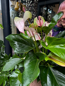 Anthurium andraeanum Joli Pulse - *Local Delivery or Local Pick Up Only*