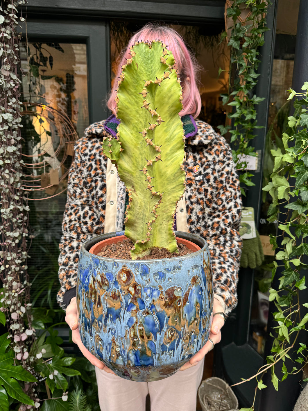 Euphorbia ingens Marmorata Variegata - *Local Delivery or Local Pick Up Only*