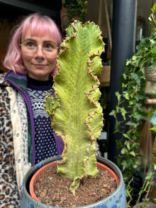 Euphorbia ingens Marmorata Variegata - *Local Delivery or Local Pick Up Only*