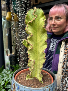 Euphorbia ingens Marmorata Variegata - *Local Delivery or Local Pick Up Only*