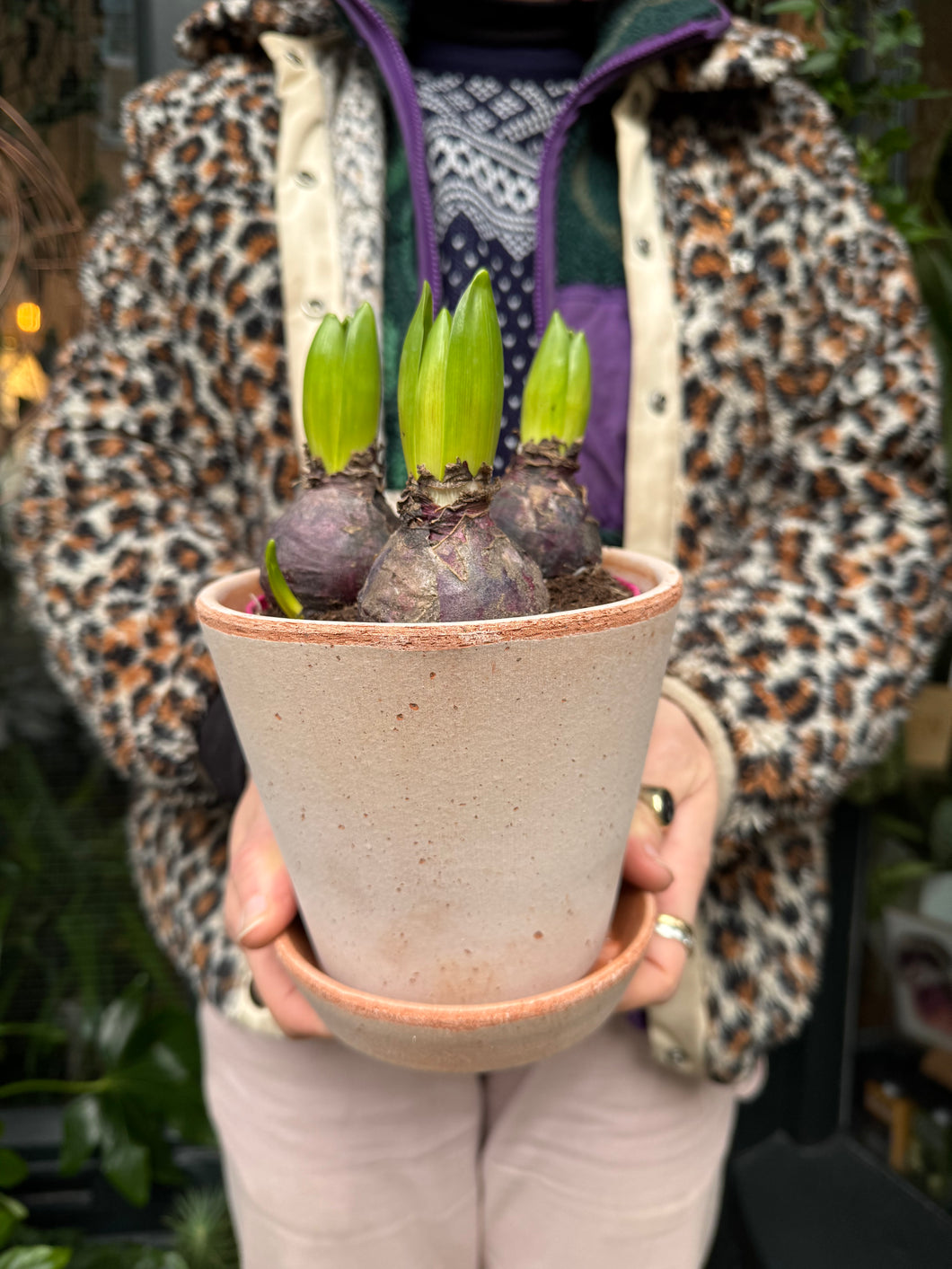 Hyacinth Bulbs 3 Per Pot