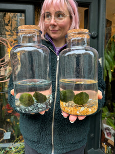 Marimo Moss Ball Terrarium 2 Ball - *Local Delivery or Local Pick Up Only*