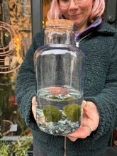 Load image into Gallery viewer, Marimo Moss Ball Terrarium 2 Ball - *Local Delivery or Local Pick Up Only*
