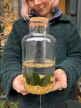 Load image into Gallery viewer, Marimo Moss Ball Terrarium 2 Ball - *Local Delivery or Local Pick Up Only*
