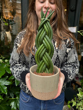 Load image into Gallery viewer, Sansevieria cylindrica Twist - Snake Plant
