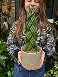 Sansevieria cylindrica Twist - Snake Plant