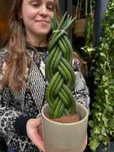 Load image into Gallery viewer, Sansevieria cylindrica Twist - Snake Plant
