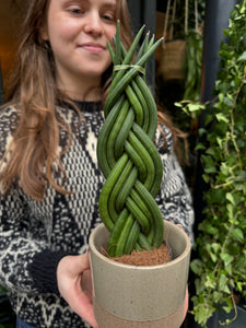 Sansevieria cylindrica Twist - Snake Plant