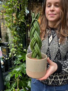 Sansevieria cylindrica Twist - Snake Plant