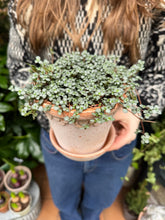 Load image into Gallery viewer, Pilea glaucophylla - Silver Sparkles
