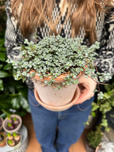 Pilea glaucophylla - Silver Sparkles