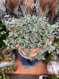 Pilea glaucophylla - Silver Sparkles