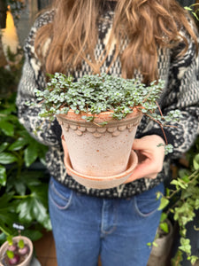 Pilea glaucophylla - Silver Sparkles