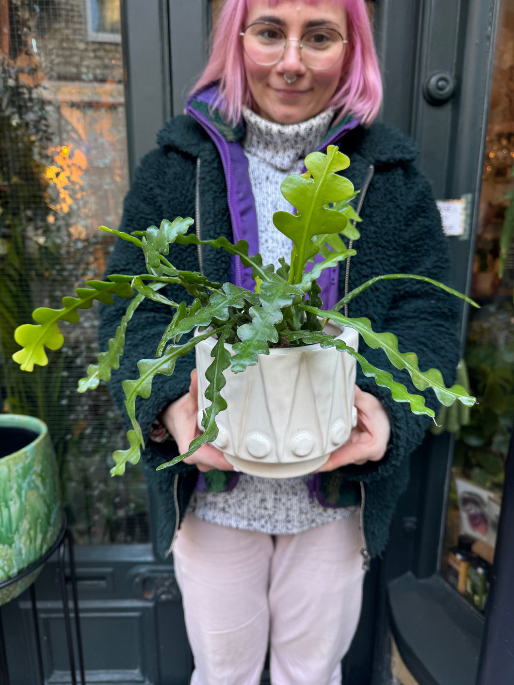 Epiphyllum anguliger / Fishbone Cactus - 12cm Pot