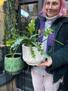 Epiphyllum anguliger / Fishbone Cactus - 12cm Pot