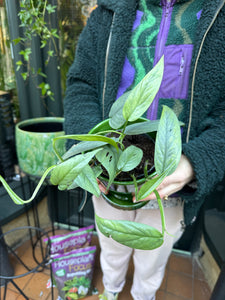 Epipremnum pinnatum Cebu Blue / Blue Pothos