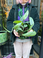 Load image into Gallery viewer, Epipremnum pinnatum Cebu Blue / Blue Pothos
