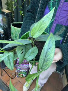 Epipremnum pinnatum Cebu Blue / Blue Pothos