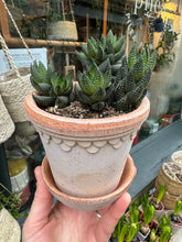 Load image into Gallery viewer, Haworthia reinwardtii / Reinwardt Haworthia
