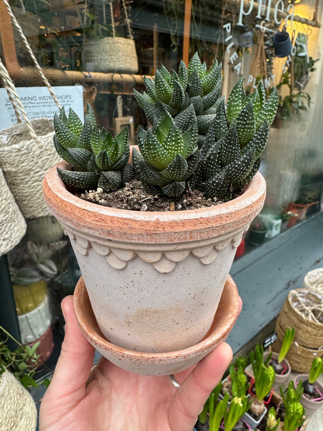 Haworthia reinwardtii / Reinwardt Haworthia