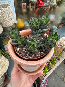 Haworthia reinwardtii / Reinwardt Haworthia